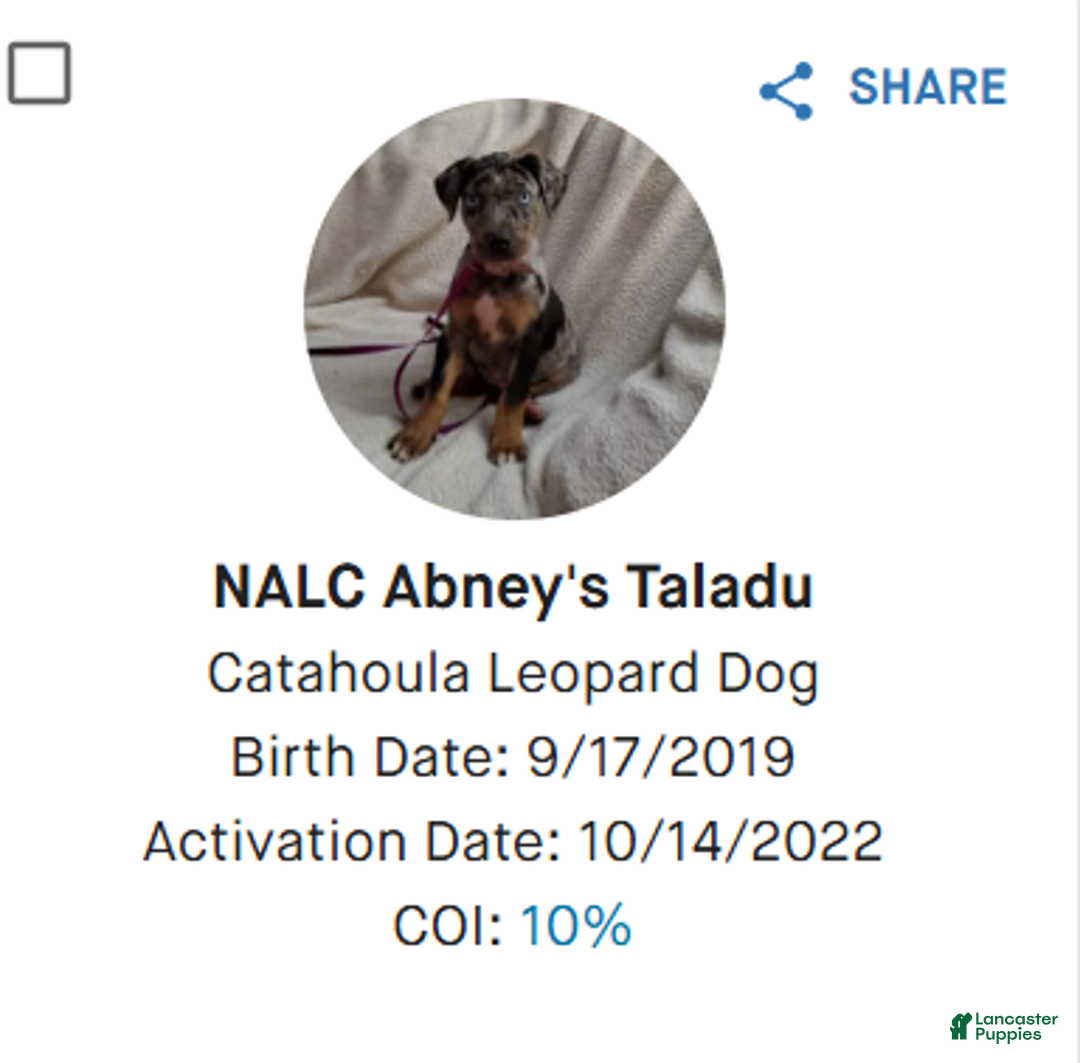 Catahoula Leopard Dog dogs for sale: Tala 2025 Female 2 - Ad 25