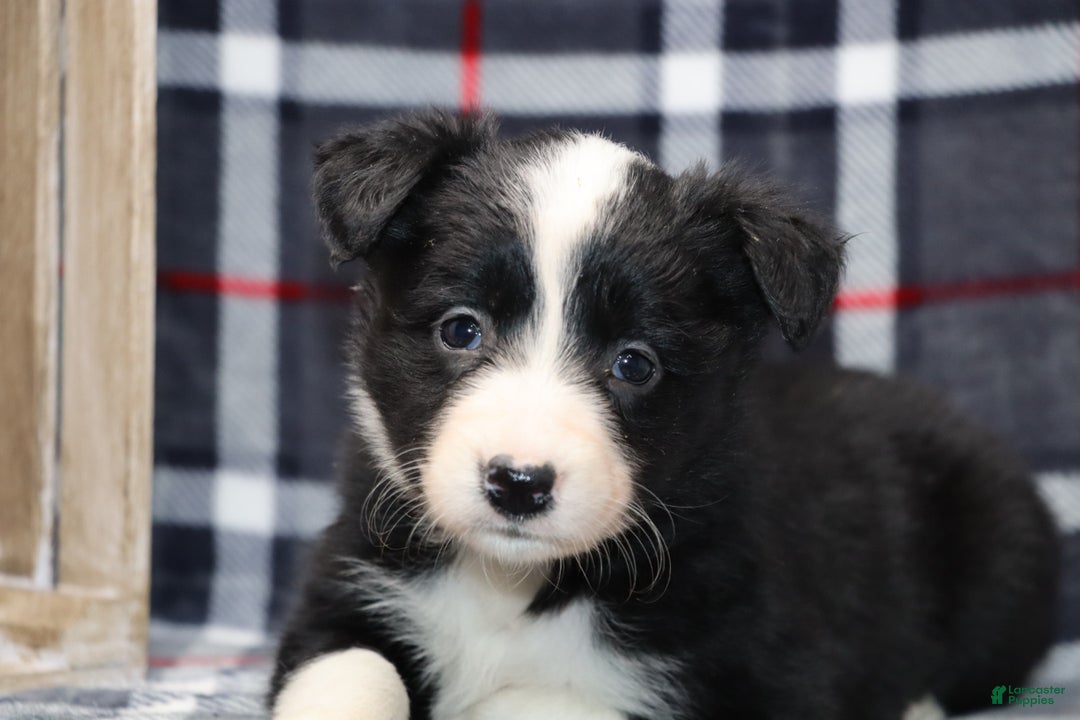 Border Collie dogs for sale:  Sadie - Ad 3