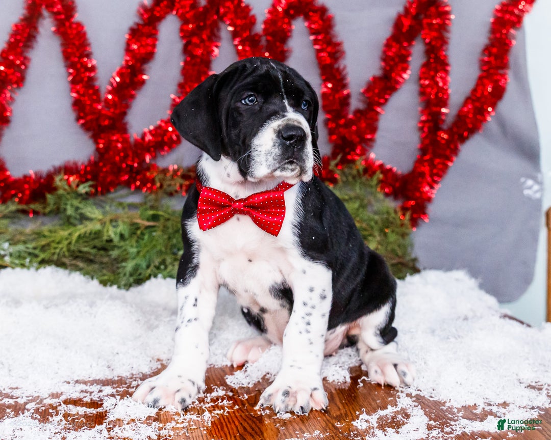 Great Dane dogs for sale: Cookie - Ad 14