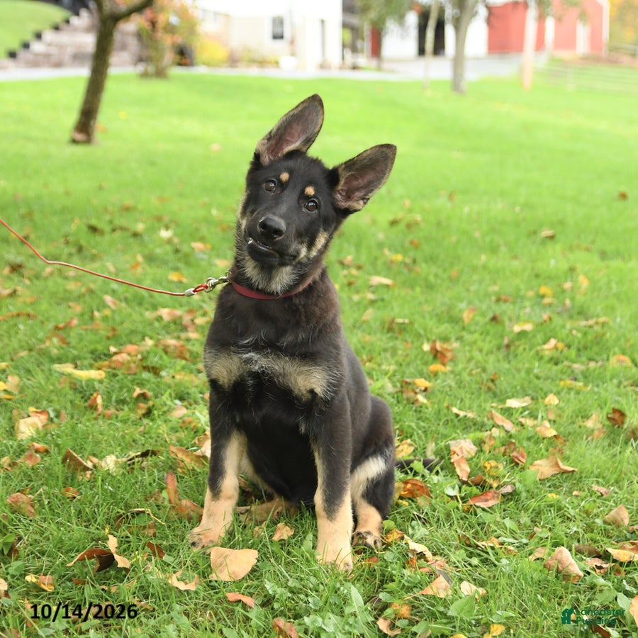 German Shepherd dogs Montana - Ad 2