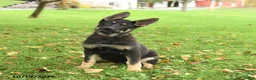 German Shepherd dogs for sale: Montana - Ad 2