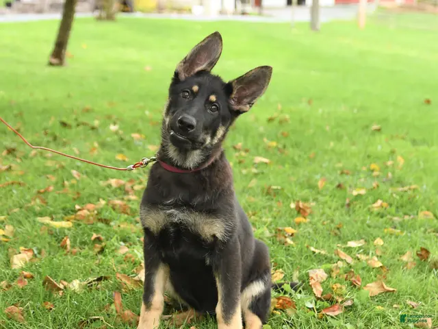 German Shepherd dogs Montana - Ad 2