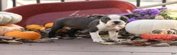 Boston Terrier dogs for sale: Jillian Boston Terrier  - Ad 3