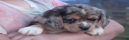 Mixed Breed dogs for sale: Ayla - Ad 4
