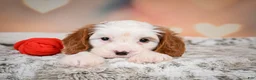Cavapoo dogs for sale: CHARLIE - Ad 6