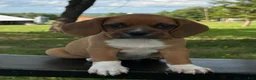 Puggle dogs for sale: Poppy - Ad 3