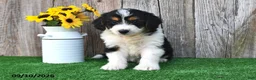 Mini Aussiedoodle dogs for sale: Abby - Ad 4