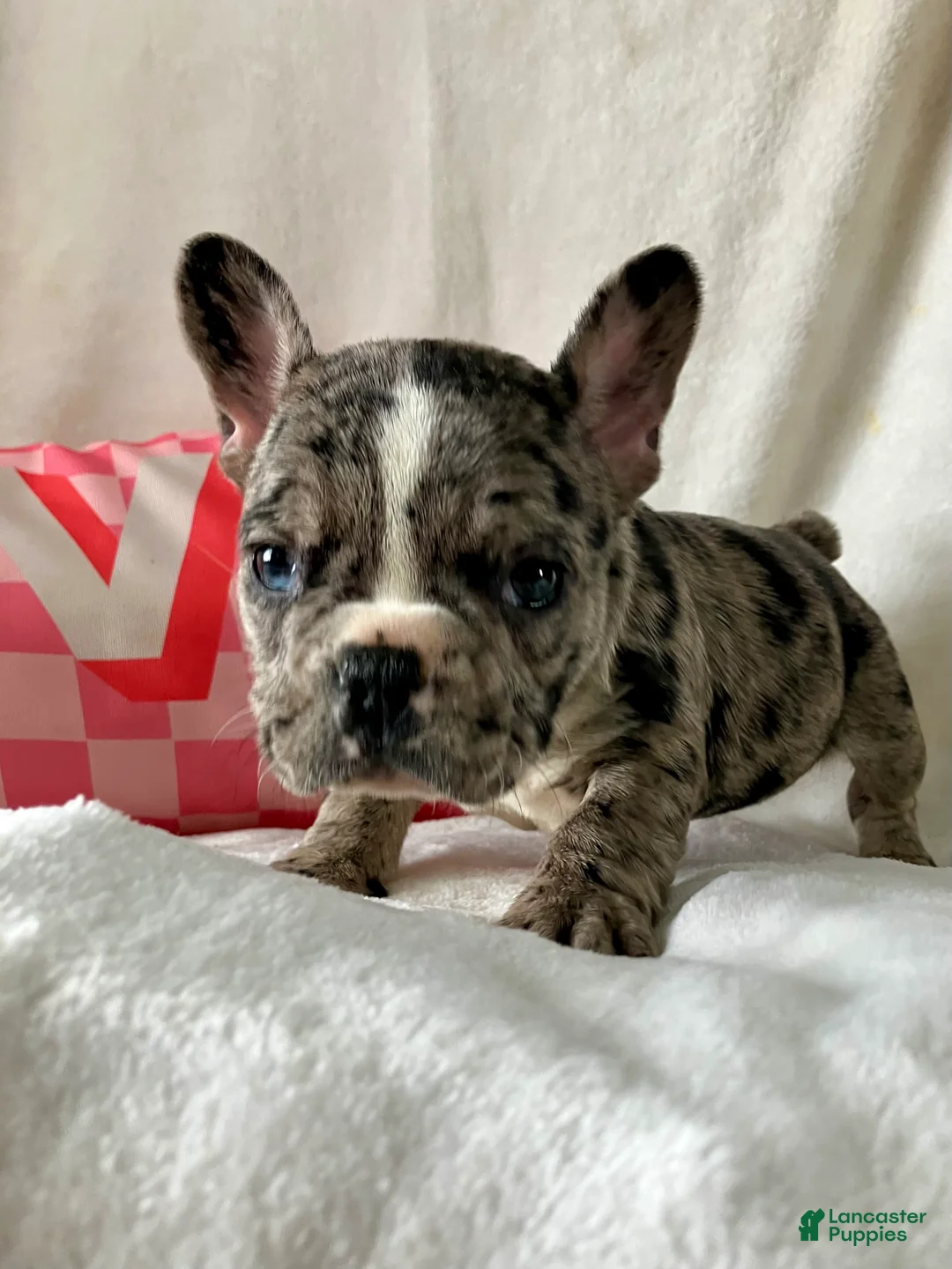 French Bulldog dogs for sale: Pepper - Ad 8