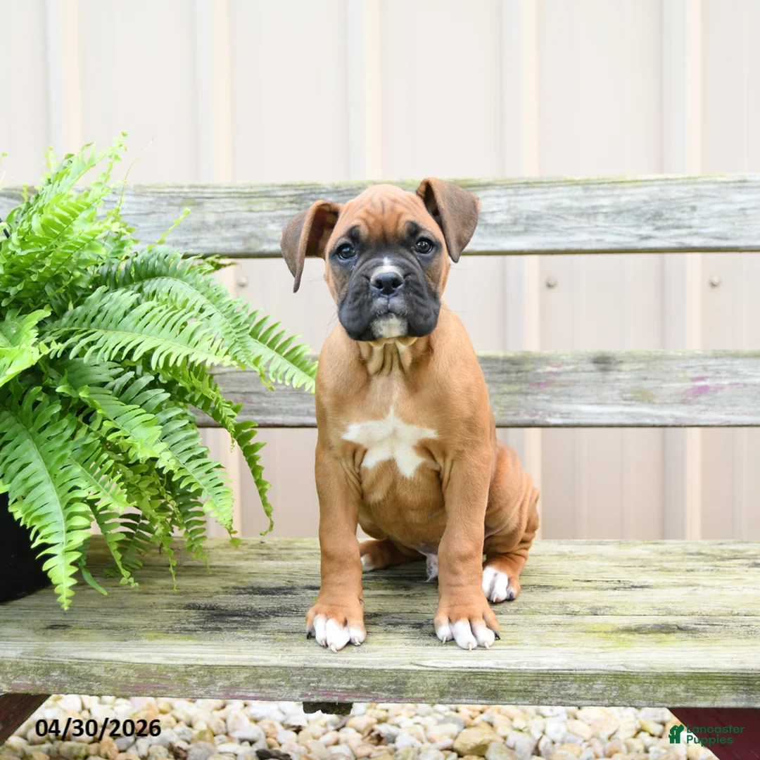 Boxer dogs for sale: Snickers - Ad 3
