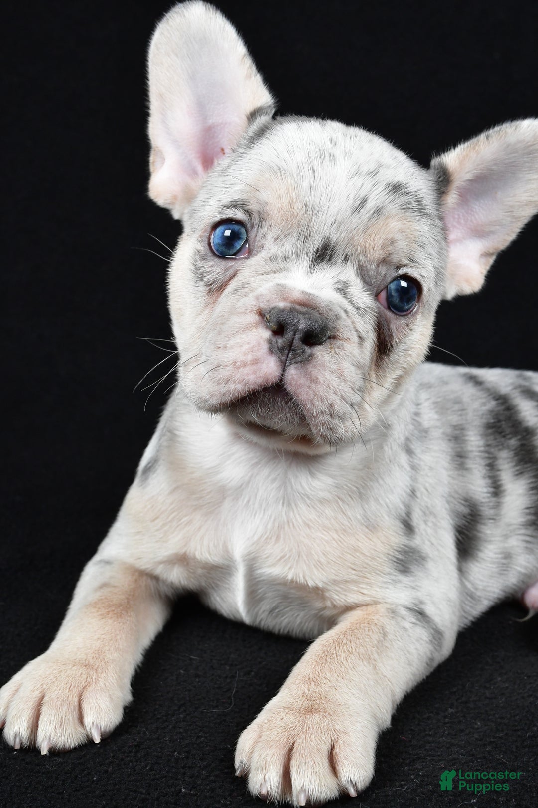 French Bulldog dogs for sale: Frankie - Ad 4