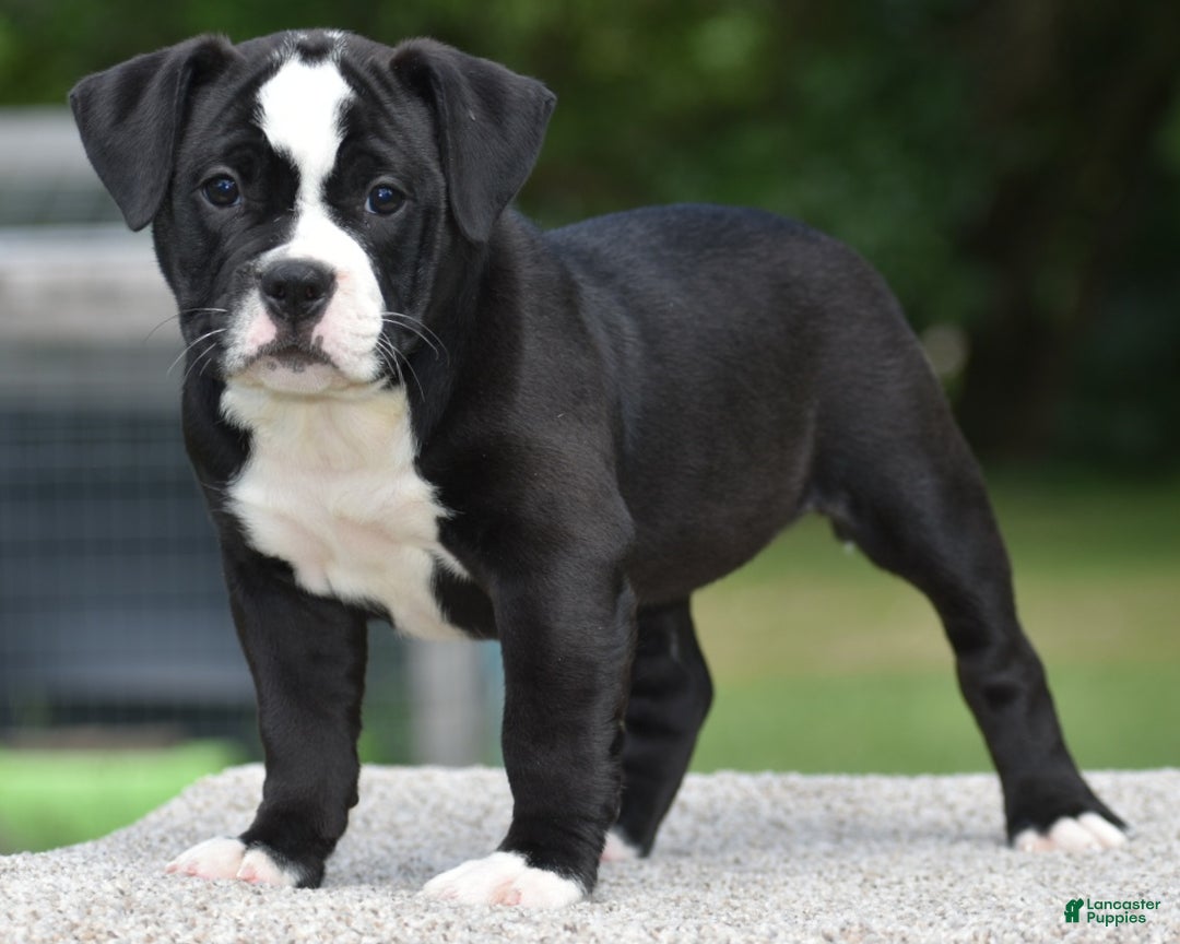 Mixed Breed dogs for sale: Prettia bully bulldog hybrid  - Ad 42