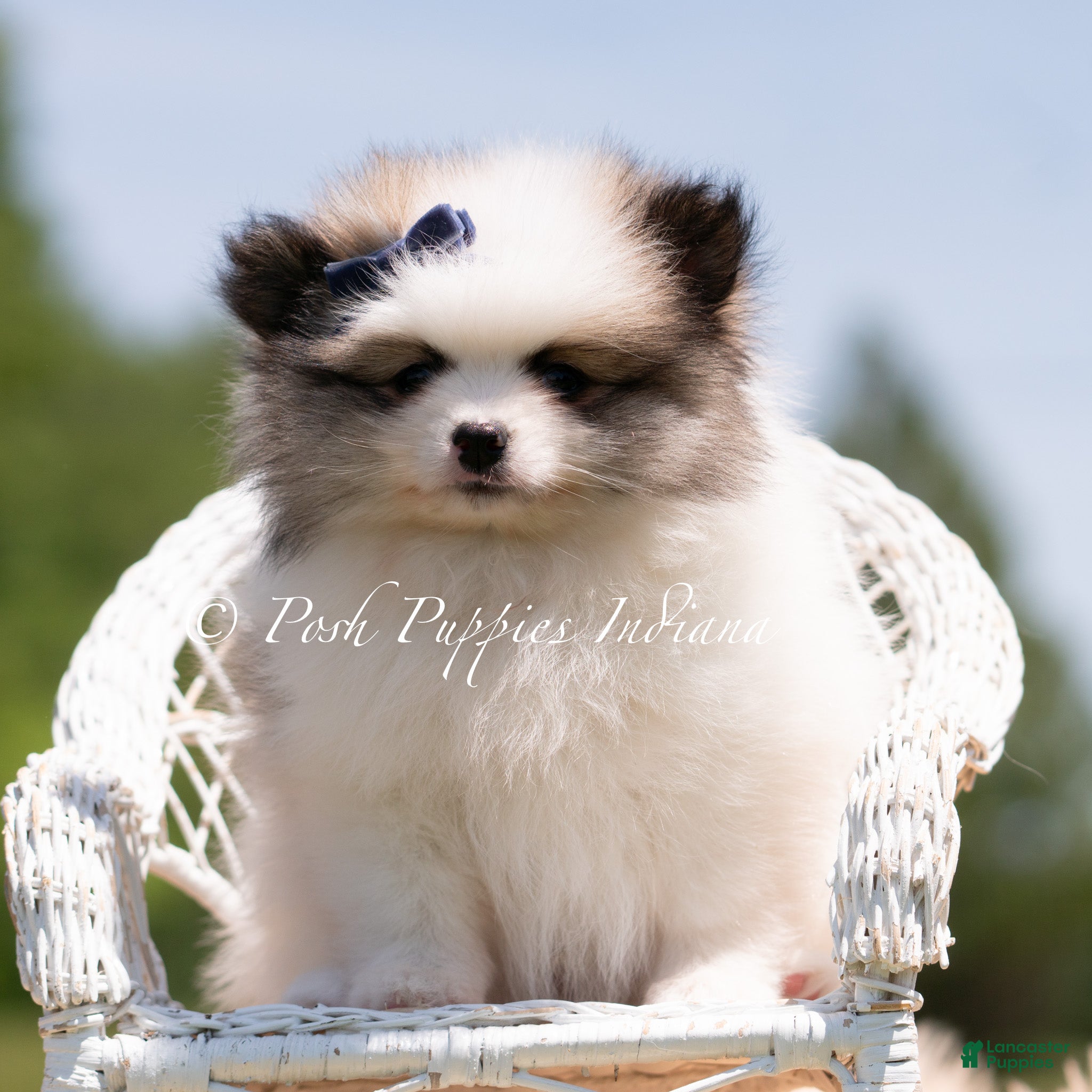 Pomeranian dogs Simba - Ad 3