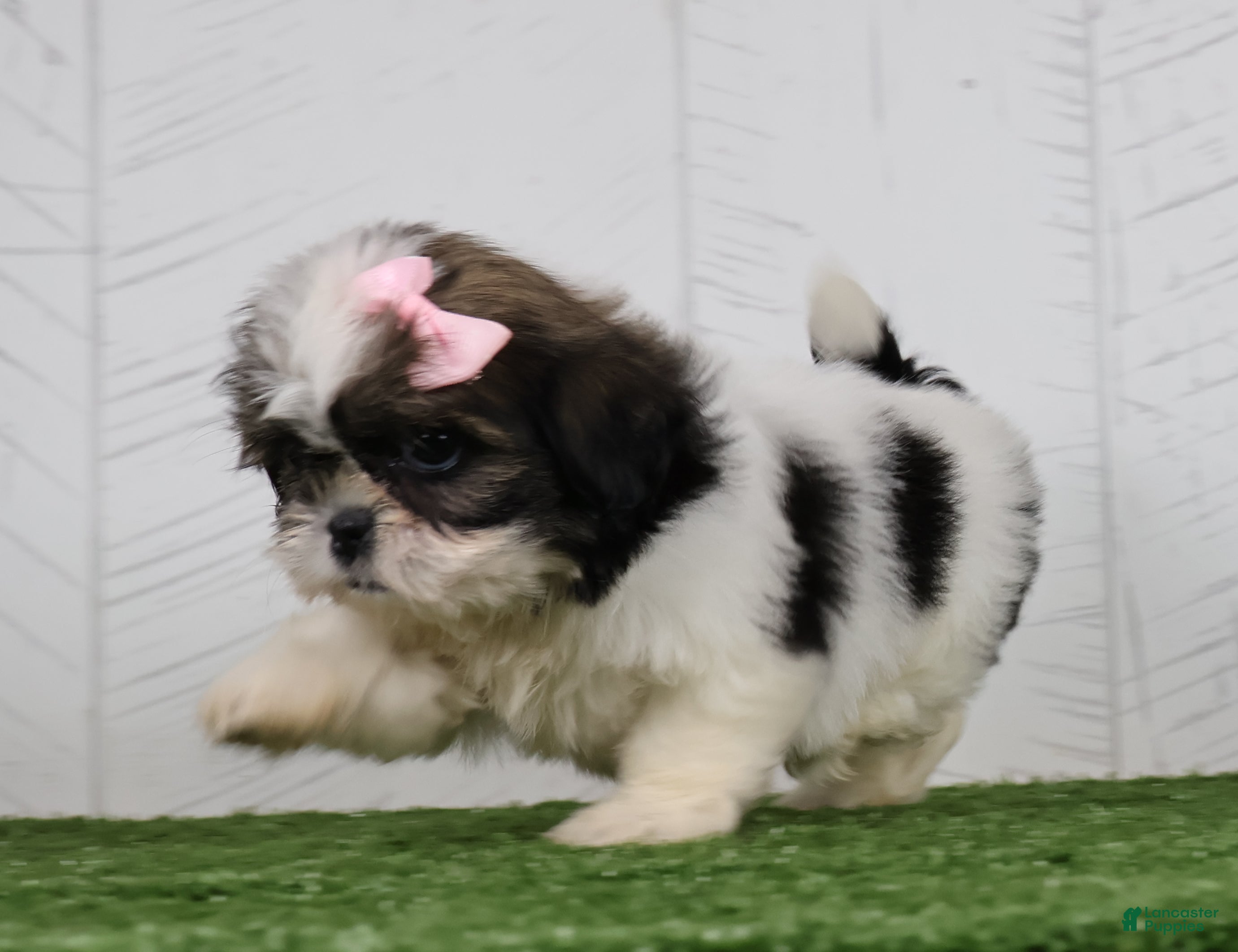 Shih Tzu dogs Dolly - Ad 2