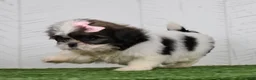 Shih Tzu dogs for sale: Dolly - Ad 2