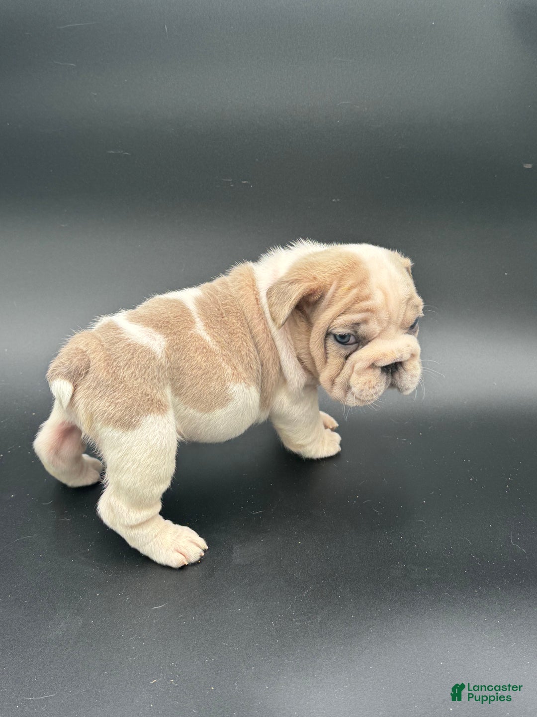 French Bulldog dogs for sale: French Bulldog Puppy 1 - Ad 2