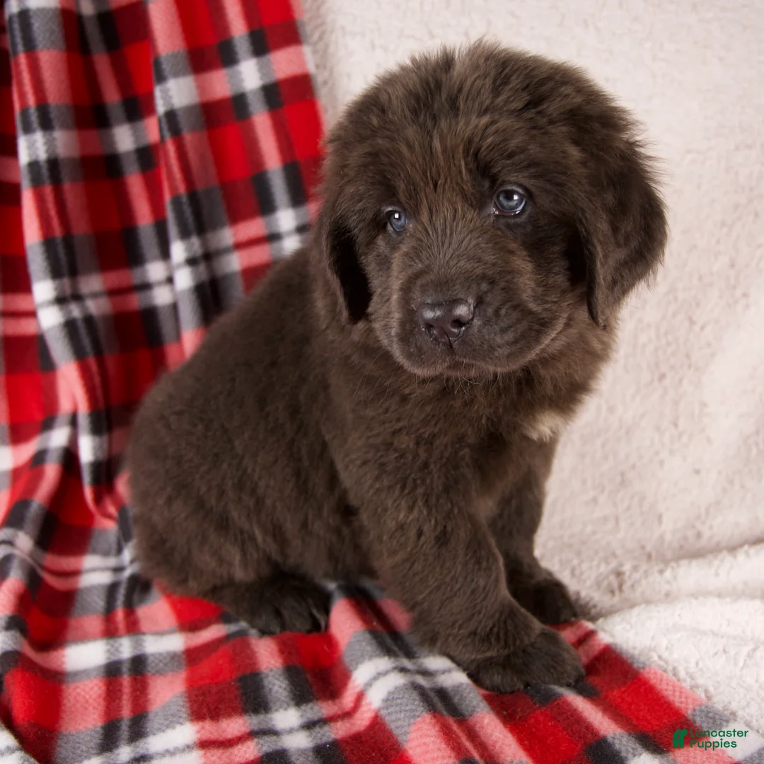 Newfoundland dogs for sale: Holly - Ad 5