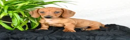 Miniature Dachshund dogs for sale: Woody - Ad 4