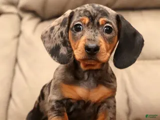 Miniature Dachshund dogs Nemo - Ad 9