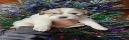 Great Pyrenees dogs for sale: Great Pyrenees Female Puppy - Purple - Ad 5