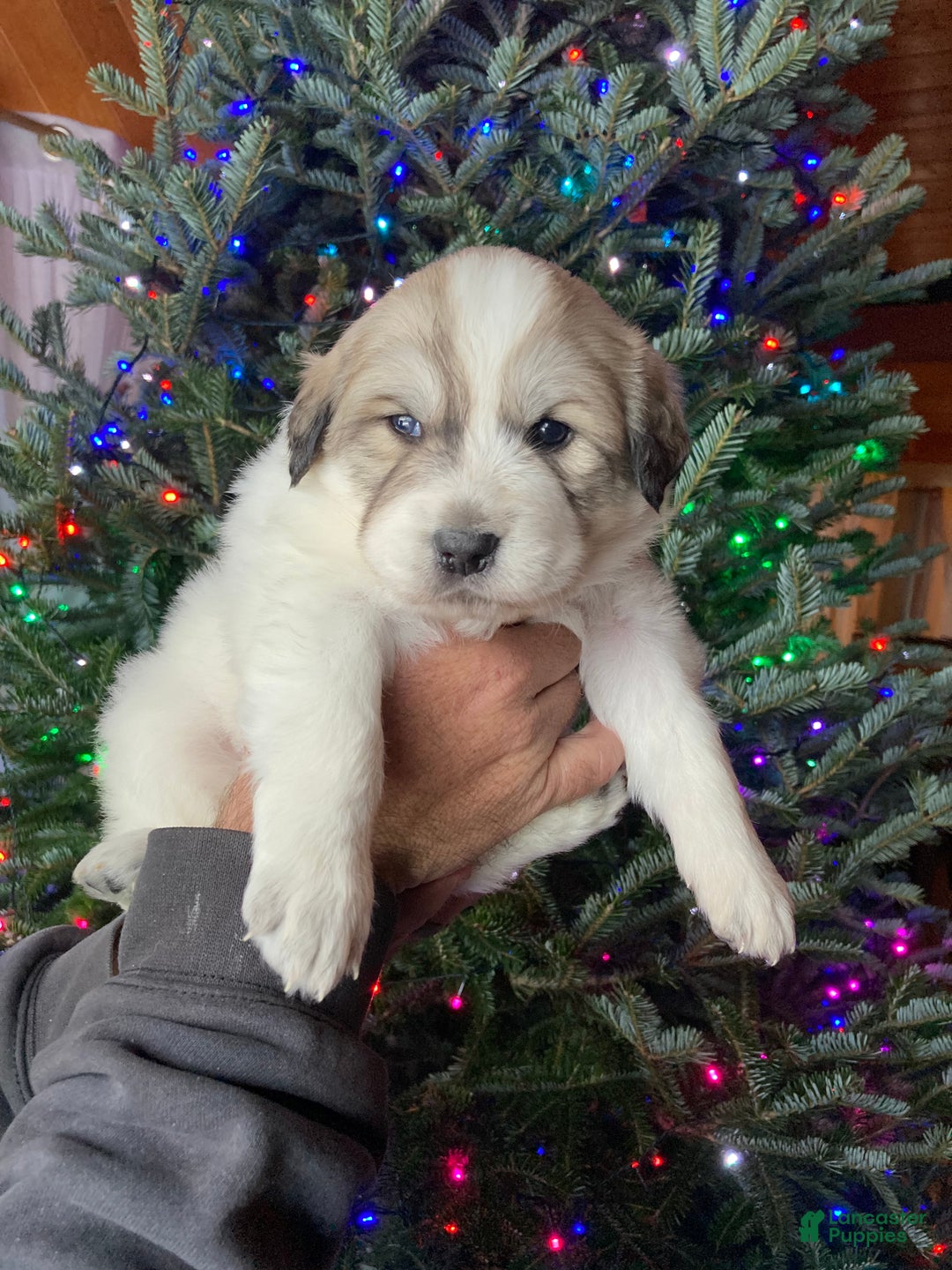 Great Pyrenees dogs for sale: Great Pyrenees Female Puppy - Purple - Ad 5