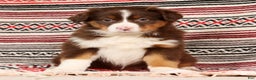 Australian Shepherd dogs for sale: Ranger - Ad 6