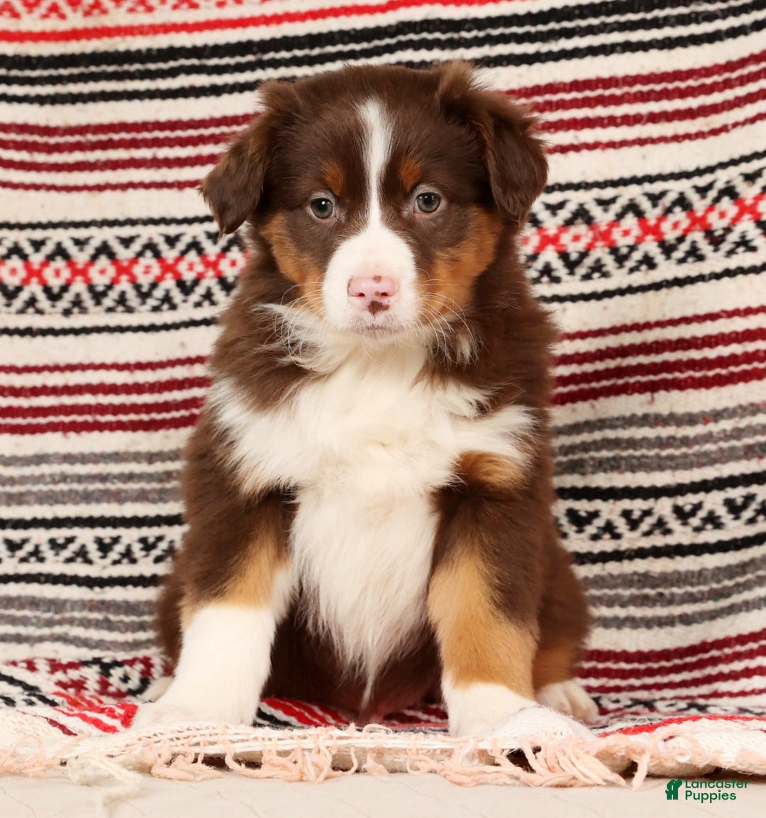 Australian Shepherd dogs for sale: Ranger - Ad 6