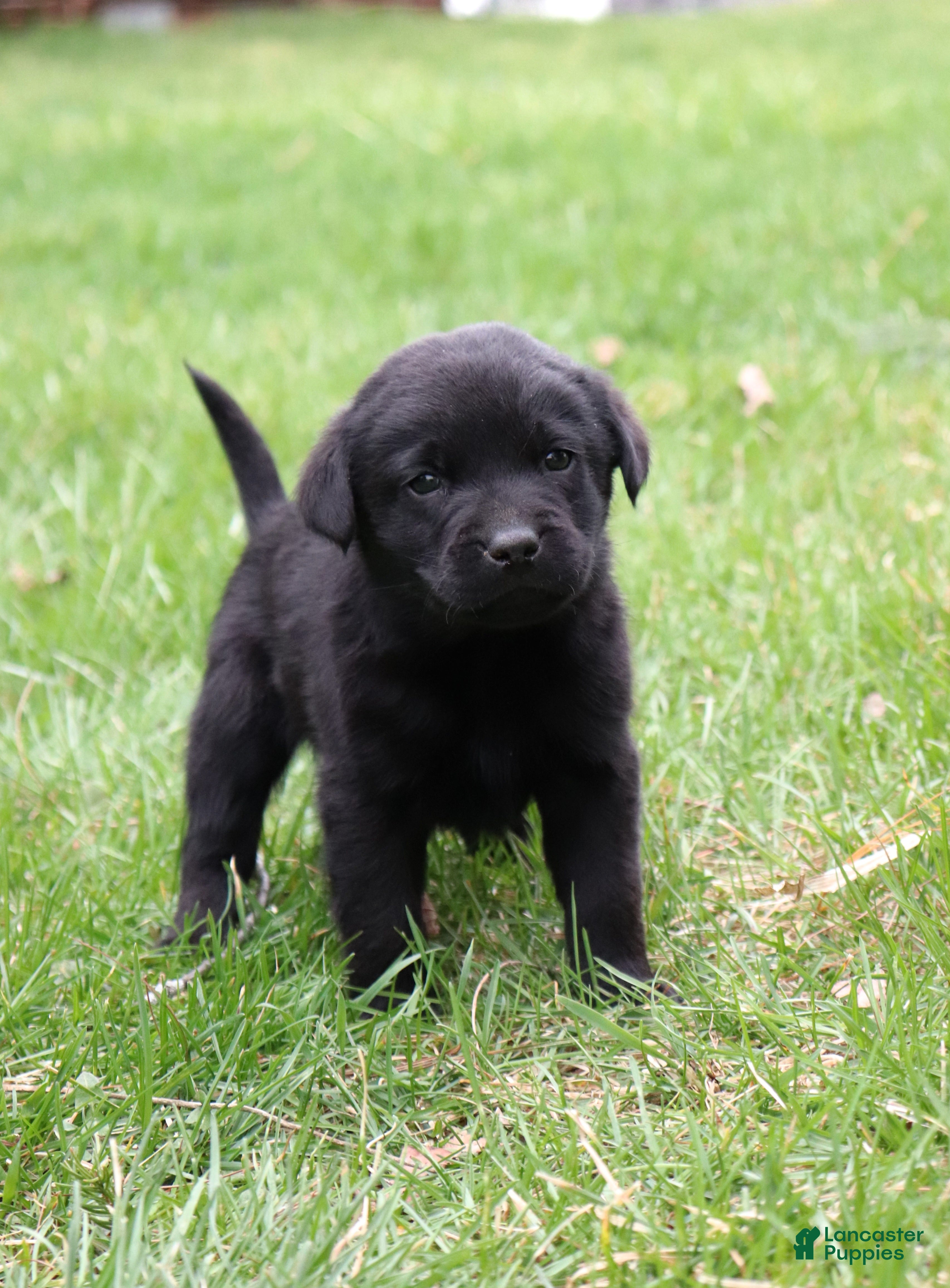 Labrador Retriever dogs Teddy - Ad 1