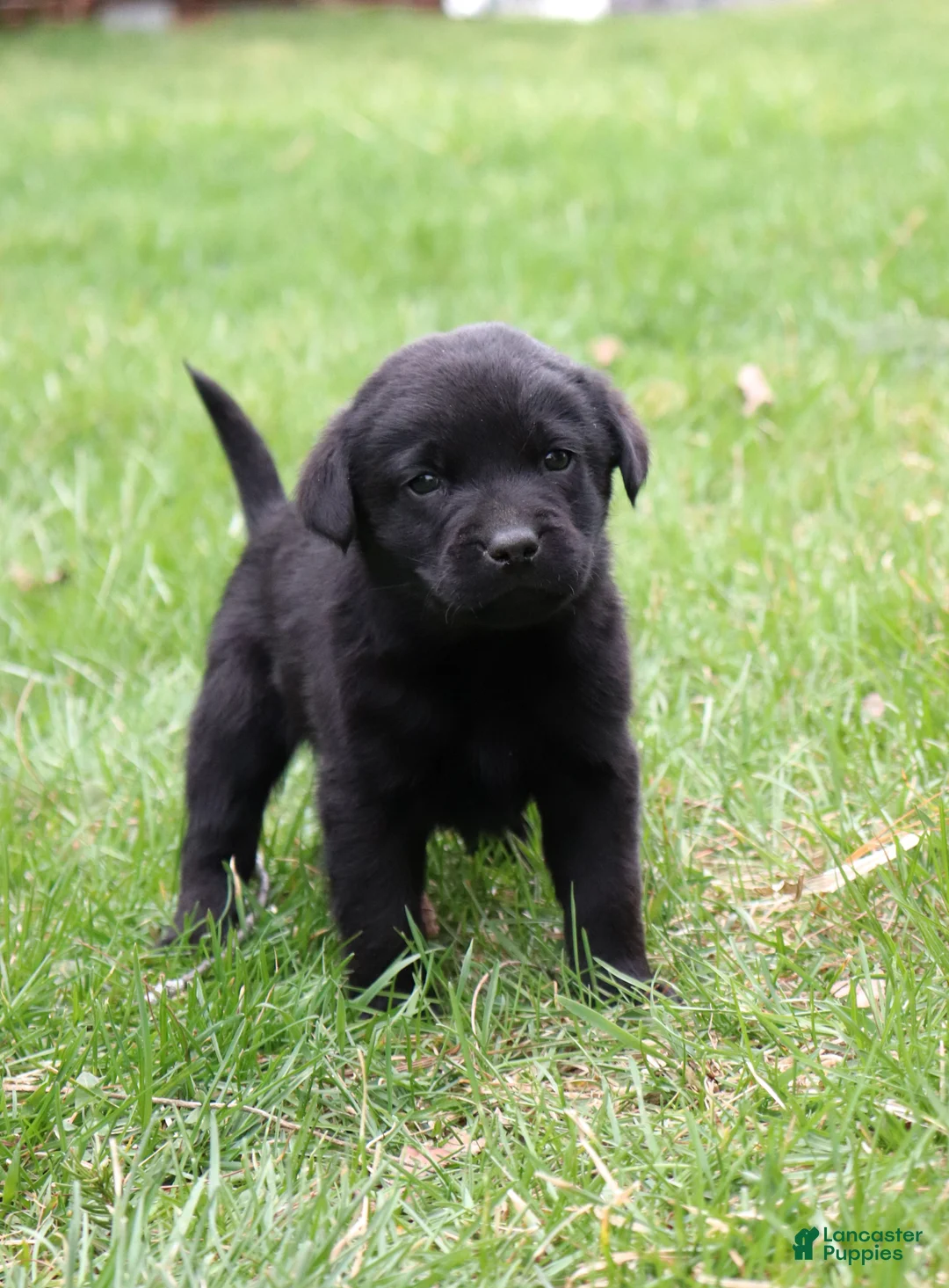 Labrador Retriever dogs for sale: Teddy - Ad 1