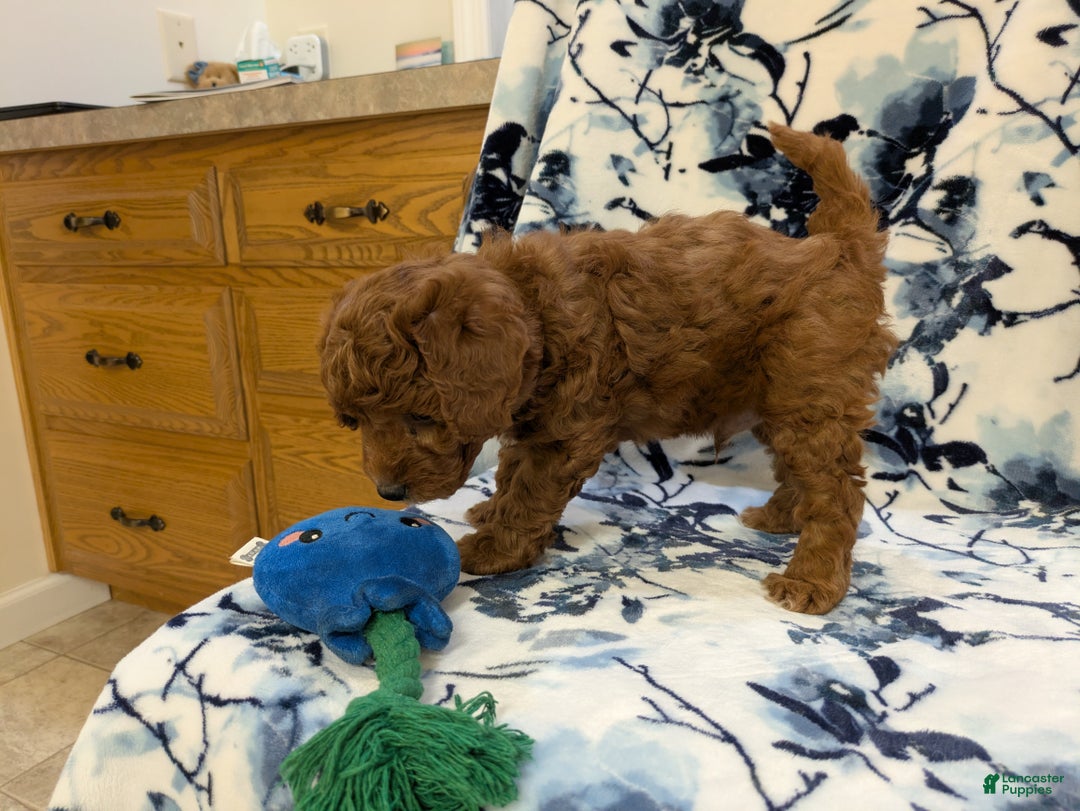 Jackapoo dogs for sale: Jasper - Ad 5