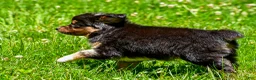 Miniature Australian Shepherd dogs for sale: Ford - Ad 5