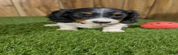 Miniature Dachshund dogs for sale: Pansy Girl - Ad 3