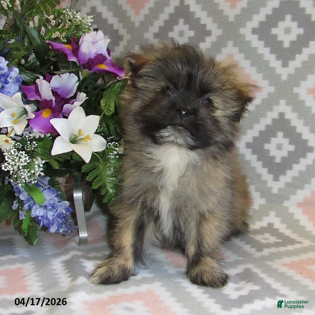 Mixed Breed dogs Everett - Ad 1