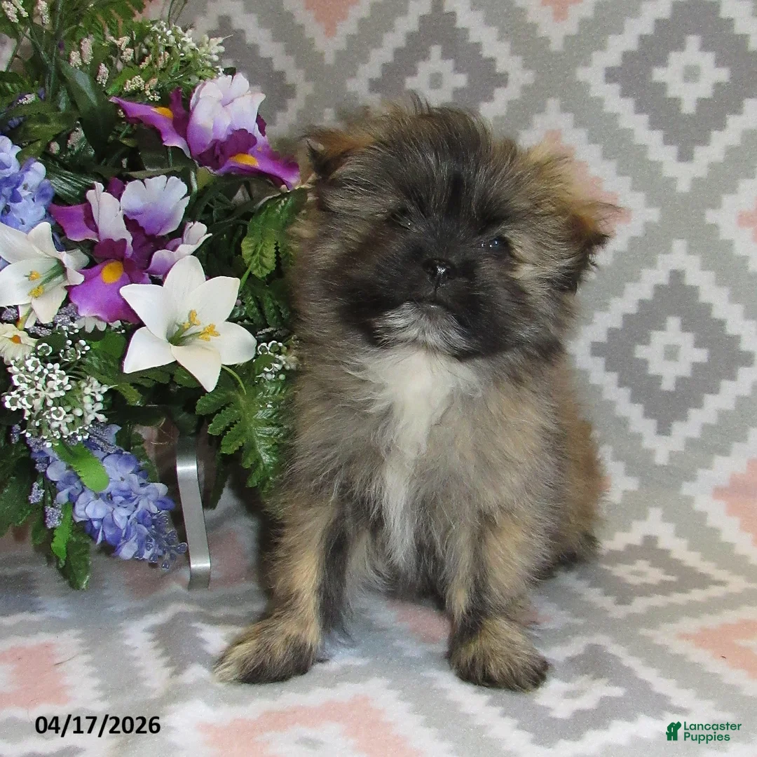 Mixed Breed dogs for sale: Everett - Ad 1