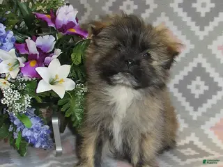 Mixed Breed dogs for sale: Everett - Ad 3