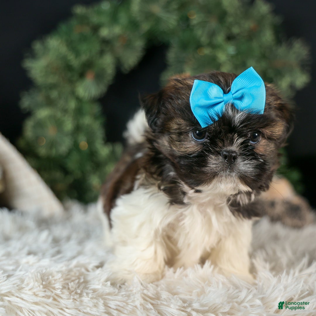 Shih Tzu dogs for sale: ROSCOE - Ad 9