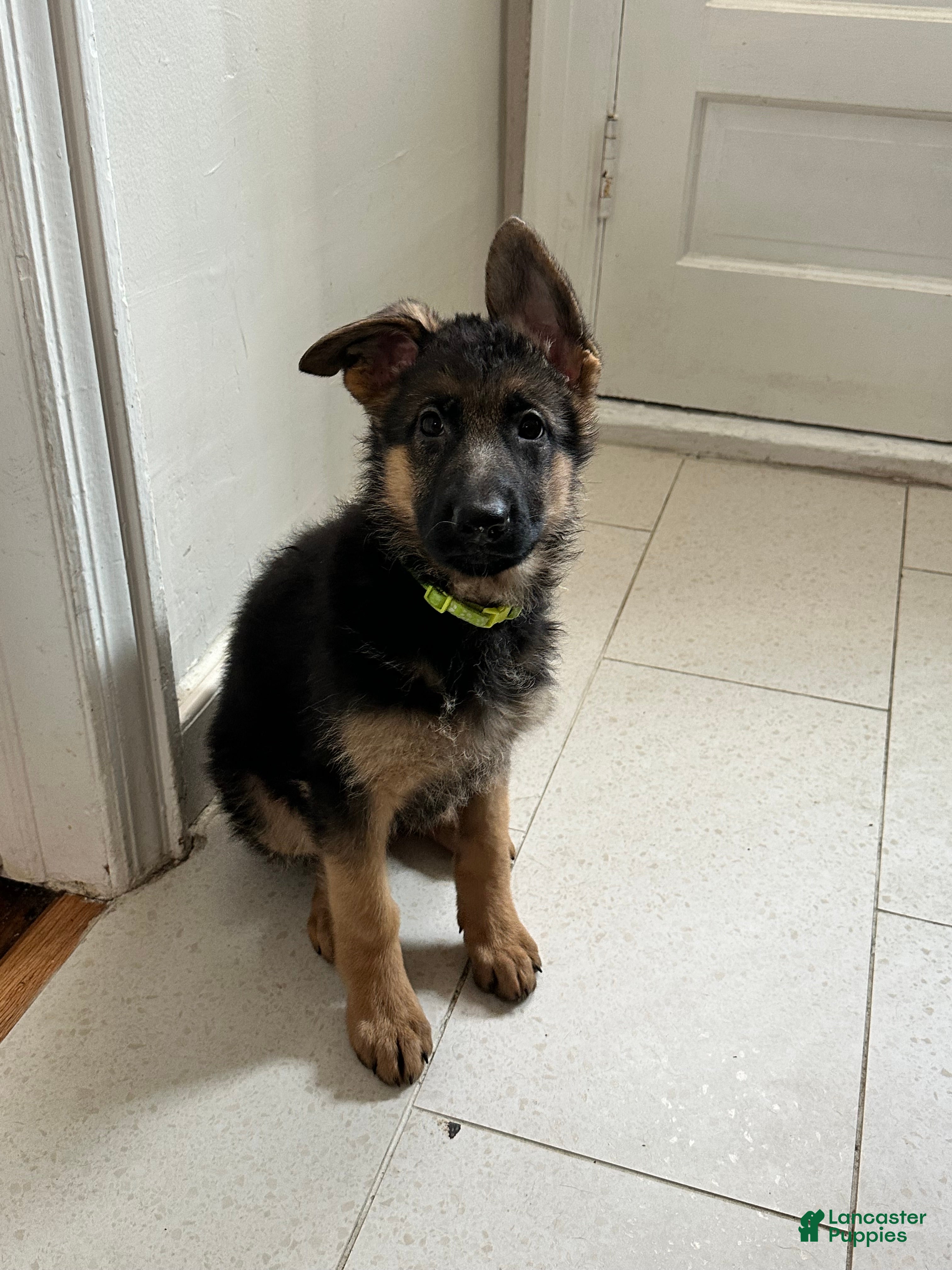 German Shepherd dogs German Shepherd Puppy 1 - Ad 11
