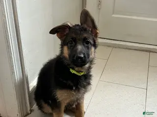 German Shepherd dogs German Shepherd Puppy 1 - Ad 11