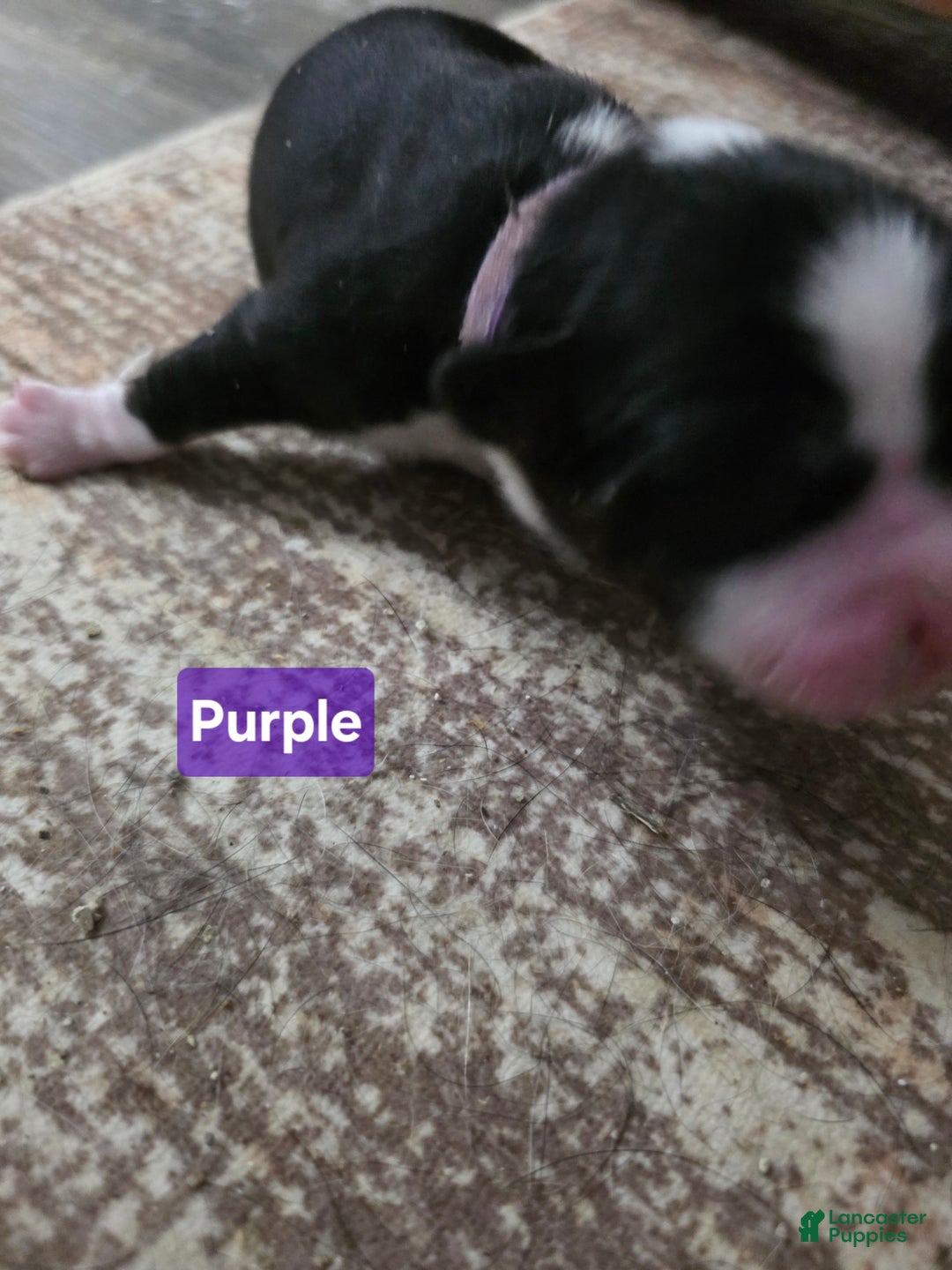 Mixed Breed dogs for sale: Purple - Ad 5