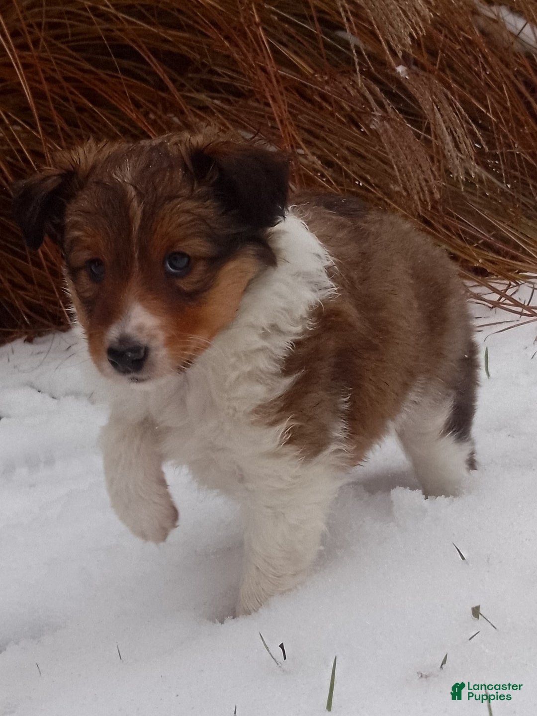 Shetland Sheepdog dogs for sale: Emma - Ad 3