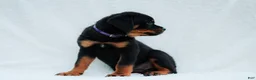 Rottweiler dogs for sale: Rottweiler 6 - Ad 3