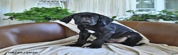Great Dane dogs for sale: Blair - Ad 3