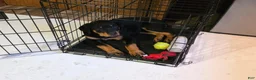 Rottweiler dogs for sale: Brown  - Ad 11