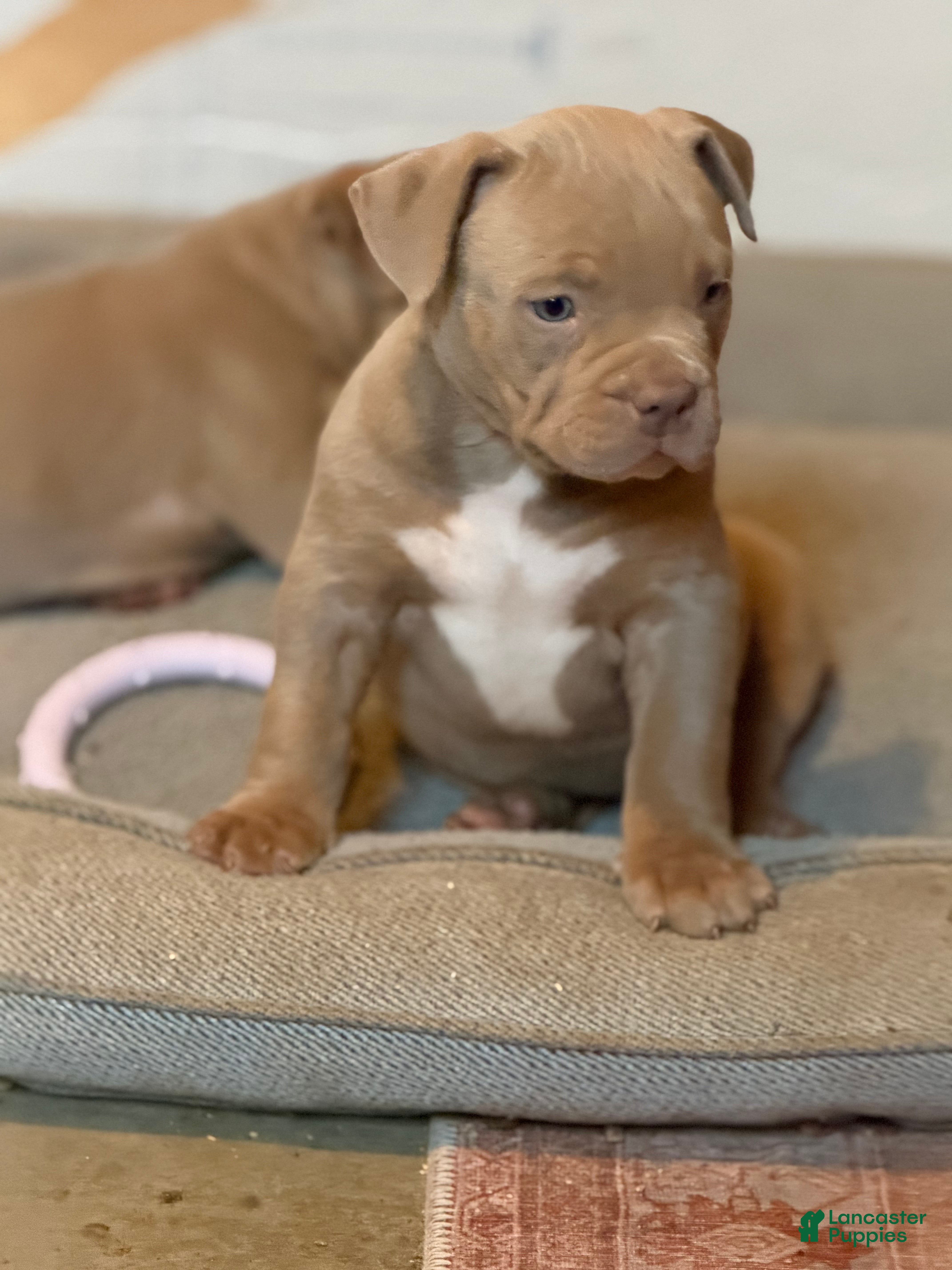 American Bully dogs Leo  - Ad 2