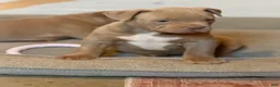 American Bully dogs for sale: Leo  - Ad 2