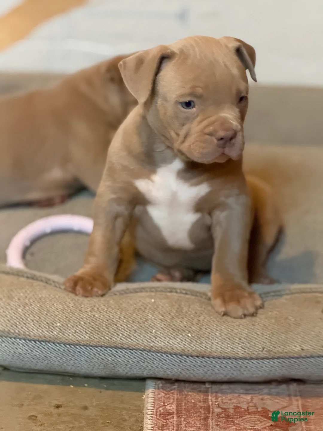 American Bully dogs for sale: Leo  - Ad 2