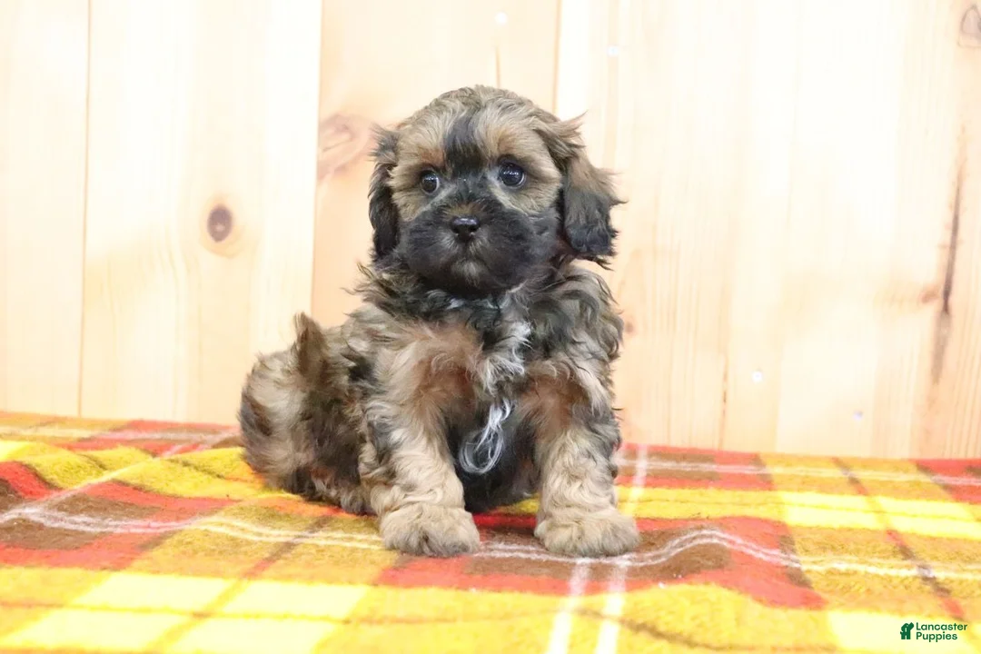 Shihpoo dogs for sale: Samuel - Ad 4