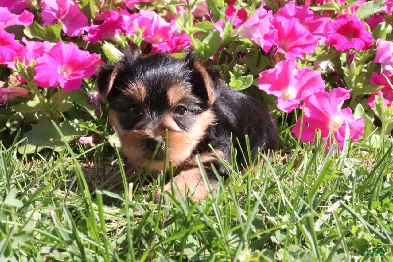 Morkie dogs Cookie - Ad 2