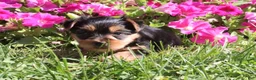 Morkie dogs for sale: Cookie - Ad 2