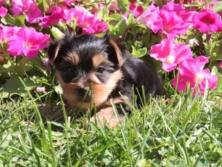 Morkie dogs Cookie - Ad 2