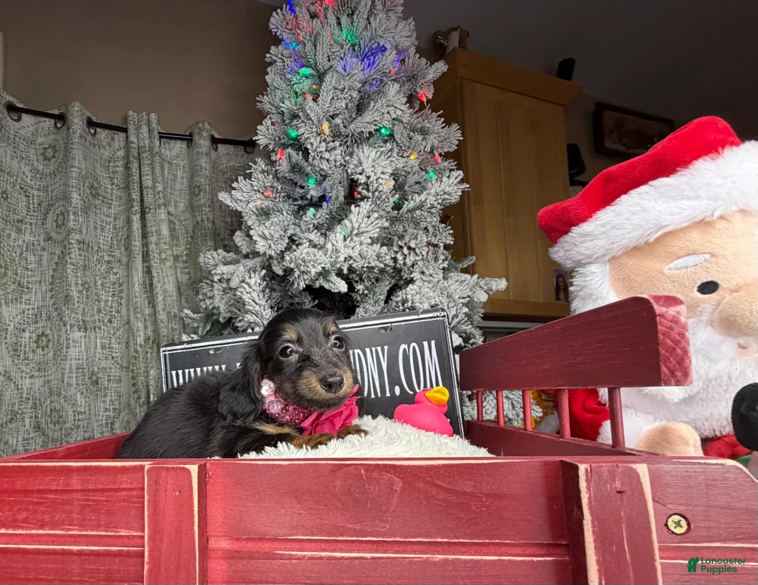 Miniature Dachshund dogs for sale: AKC Russian pra clear - Ad 71